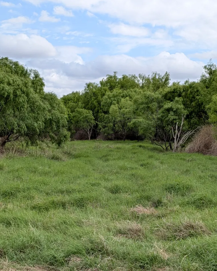 Green grass clearing ringed by mesquite trees