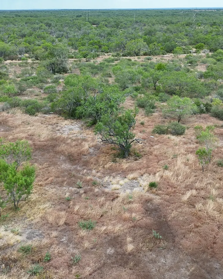 Low view across open mesquite and grass to a flat horizon