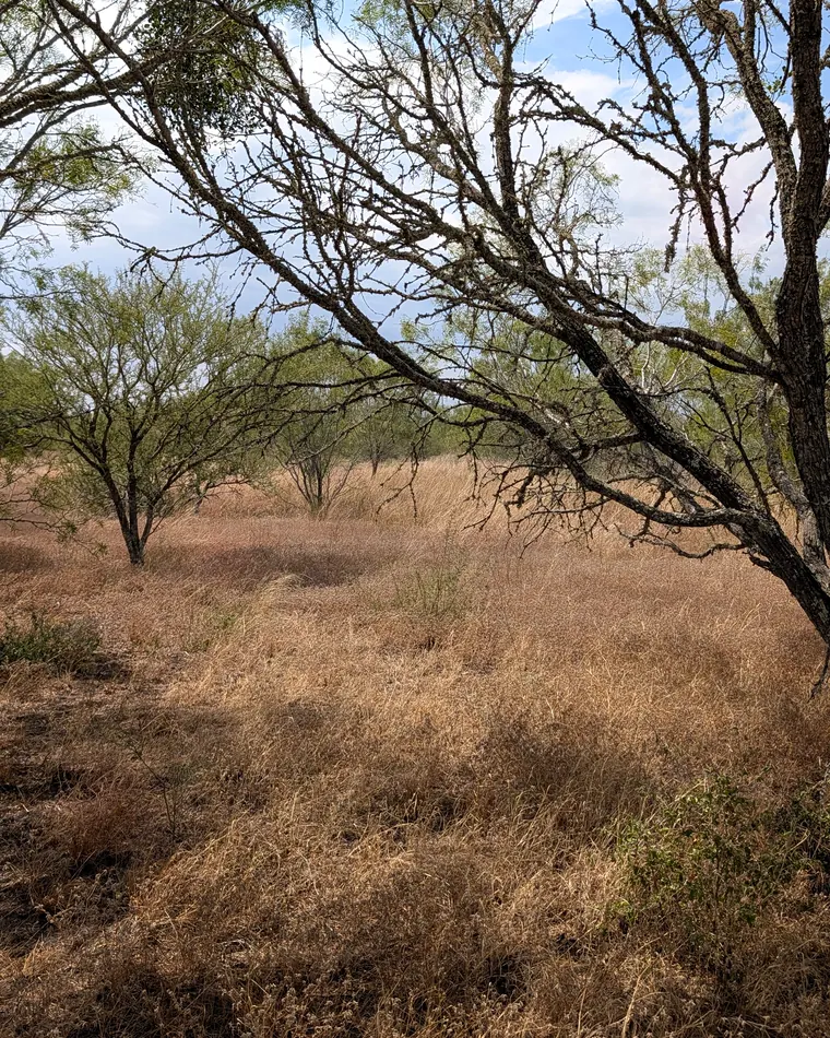 Standing under a mesquite tree looking across tall dry grass